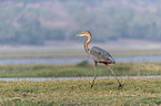 walking Goliath Heron