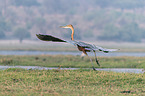flying Goliath Heron
