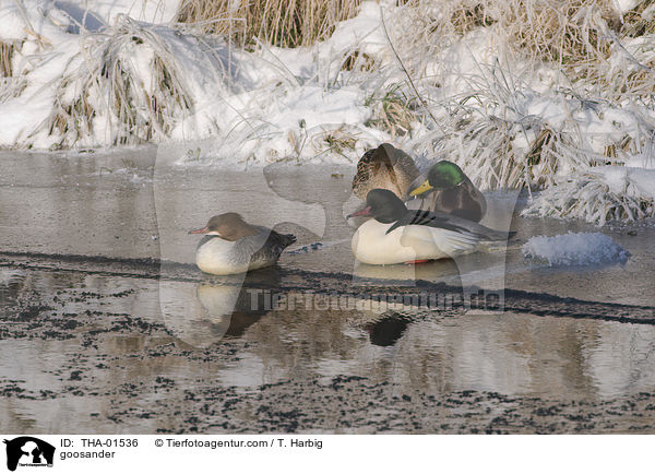 goosander / THA-01536