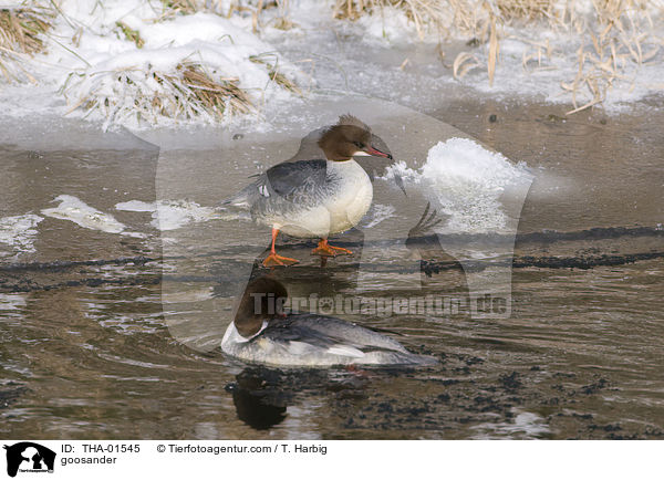 goosander / THA-01545