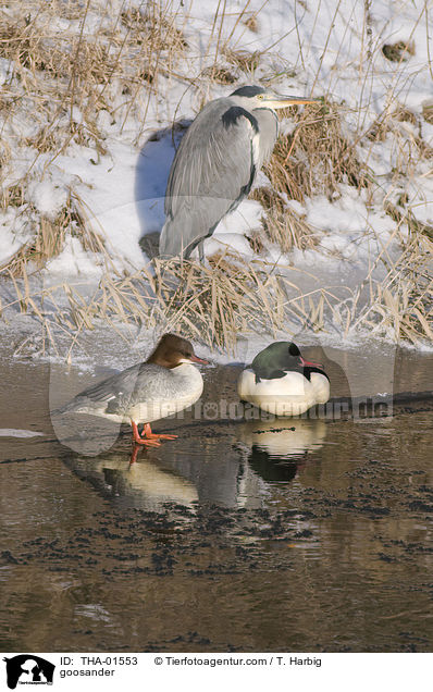 goosander / THA-01553