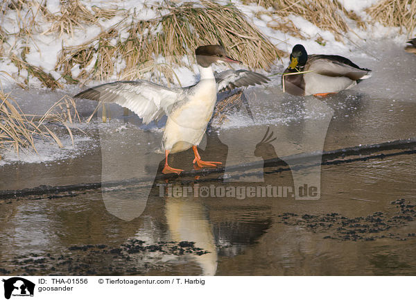 goosander / THA-01556