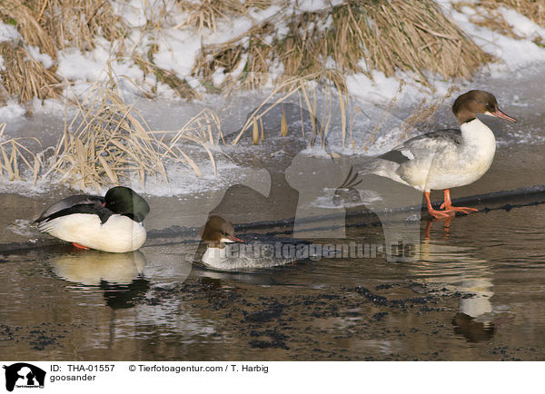 goosander / THA-01557