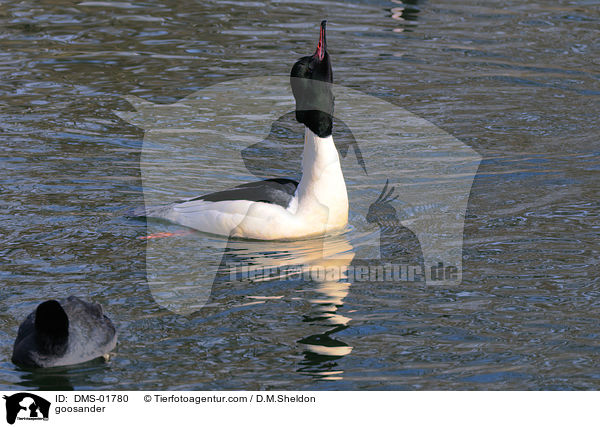 goosander / DMS-01780