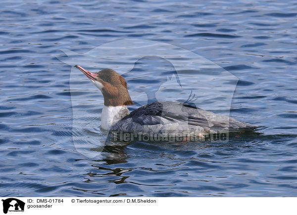 goosander / DMS-01784