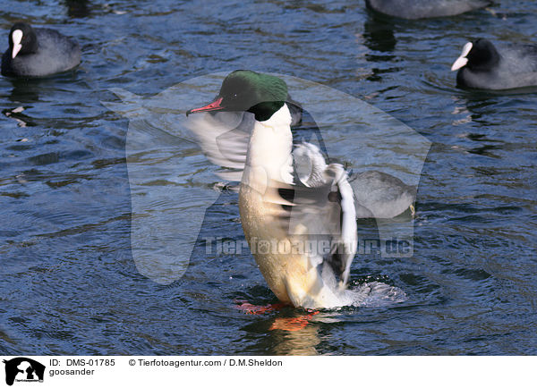 goosander / DMS-01785