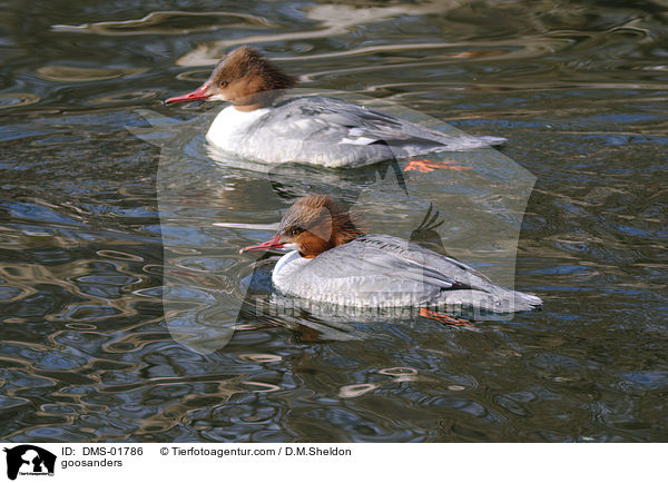 goosanders / DMS-01786