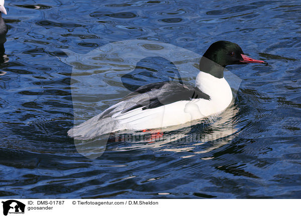 goosander / DMS-01787