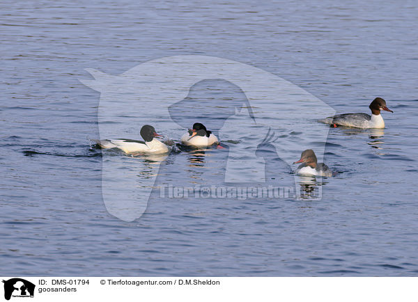 goosanders / DMS-01794