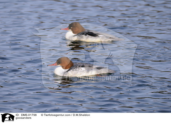 goosanders / DMS-01798