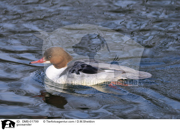 goosander / DMS-01799
