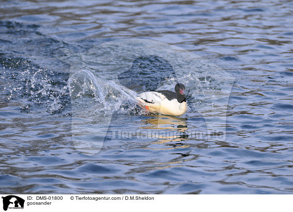 goosander / DMS-01800