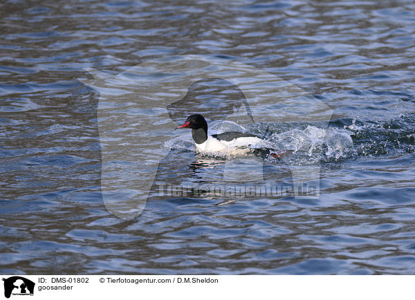 goosander / DMS-01802