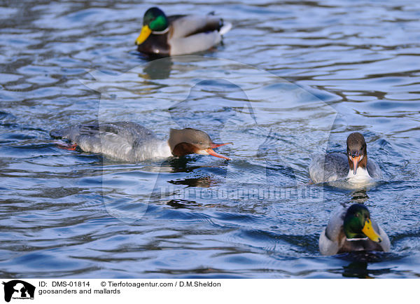 goosanders and mallards / DMS-01814