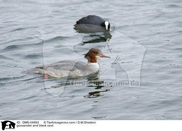 Gnsesger und Blsshuhn / goosander and black coot / DMS-04892