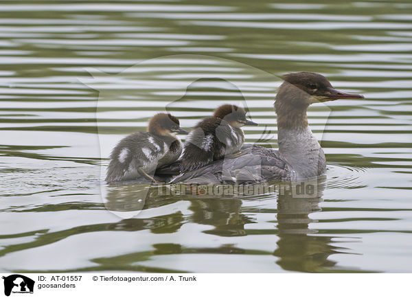 goosanders / AT-01557