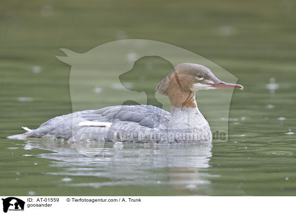 goosander / AT-01559