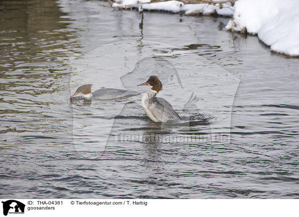 Gnsesger / goosanders / THA-04361