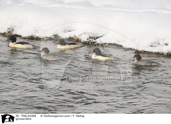 goosanders / THA-04368