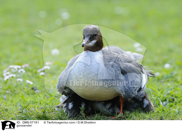 Gnsesger / goosander / DMS-07161