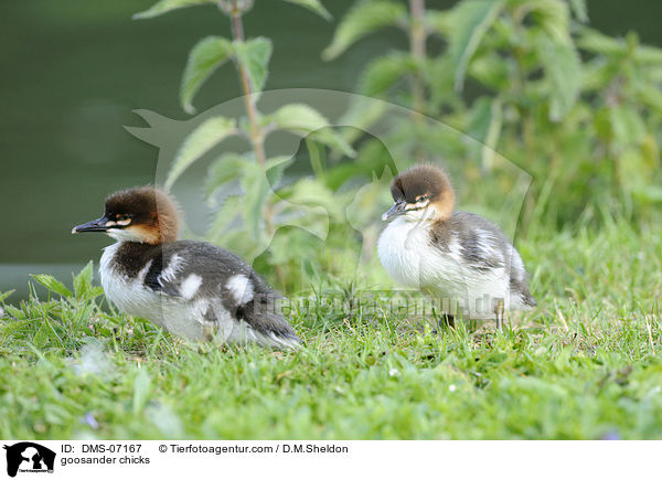 goosander chicks / DMS-07167