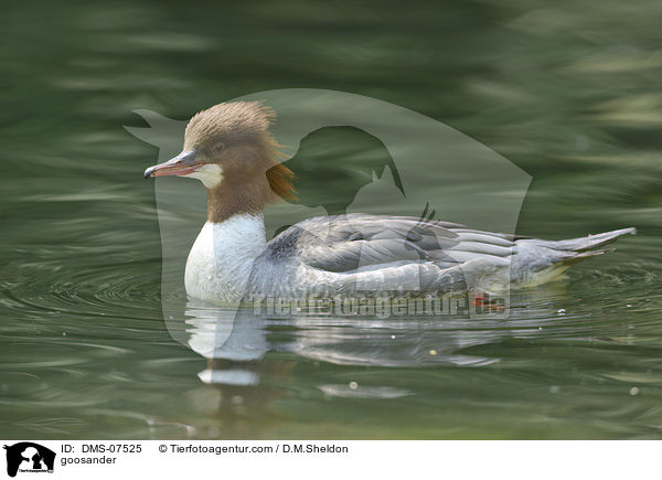 goosander / DMS-07525