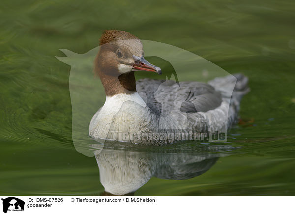 goosander / DMS-07526