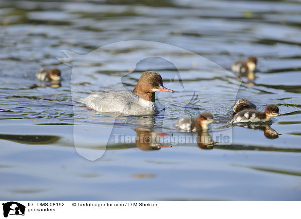 Gnsesger / goosanders / DMS-08192