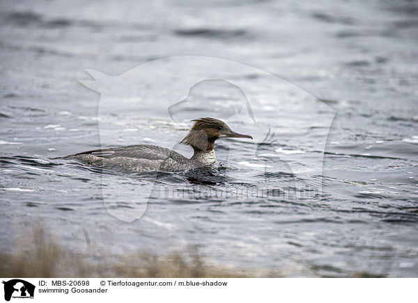 schwimmender Gnsesger / swimming Goosander / MBS-20698