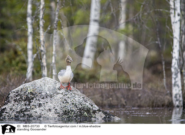 stehender Gnsesger / standing Goosander / MBS-20730