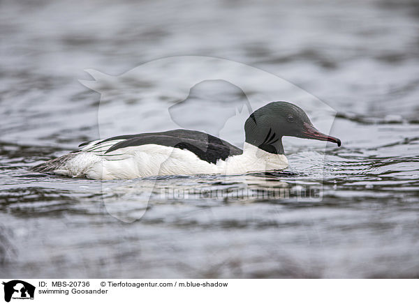 swimming Goosander / MBS-20736