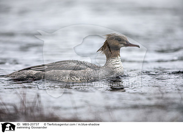 swimming Goosander / MBS-20737
