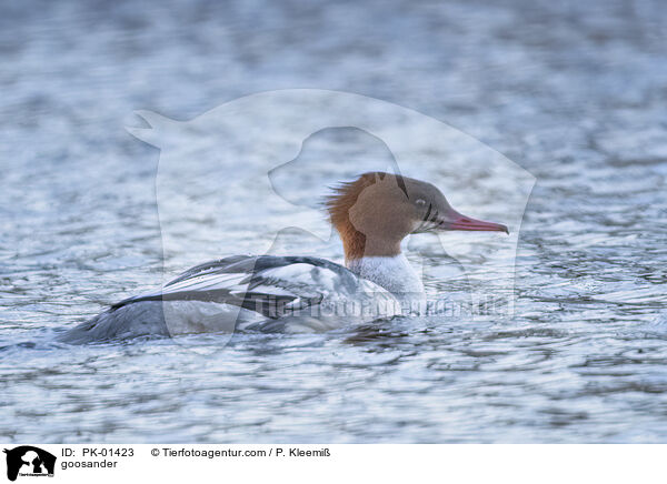 goosander / PK-01423
