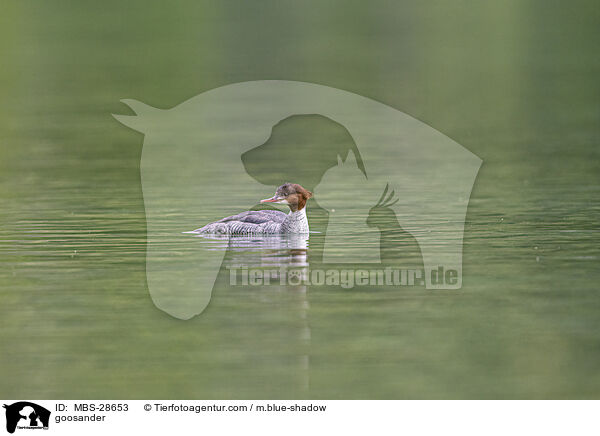 goosander / MBS-28653