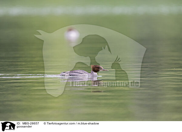 Gnsesger / goosander / MBS-28657