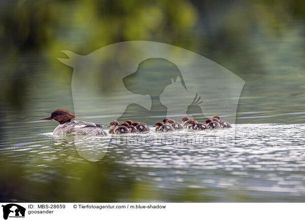 goosander / MBS-28659