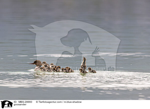 goosander / MBS-28660