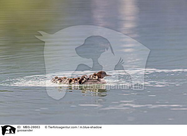 goosander / MBS-28663