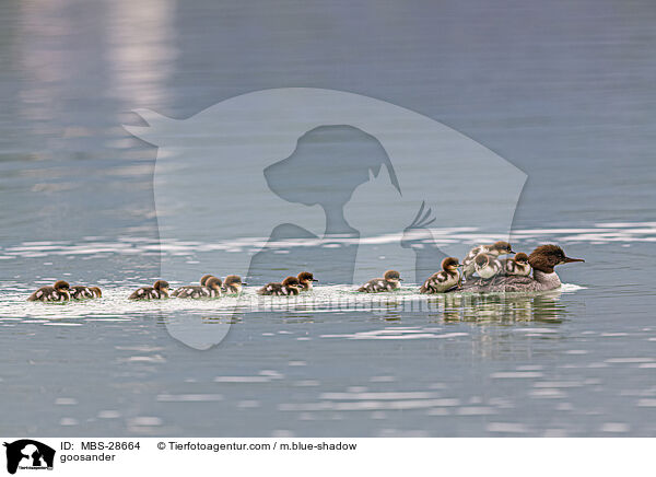 goosander / MBS-28664