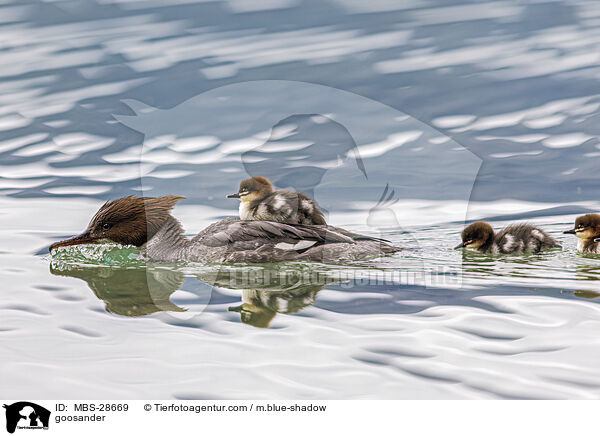 goosander / MBS-28669