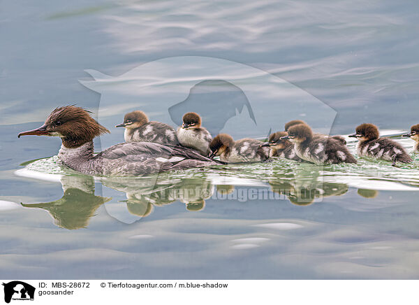 Gnsesger / goosander / MBS-28672