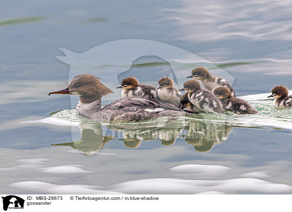 goosander / MBS-28673