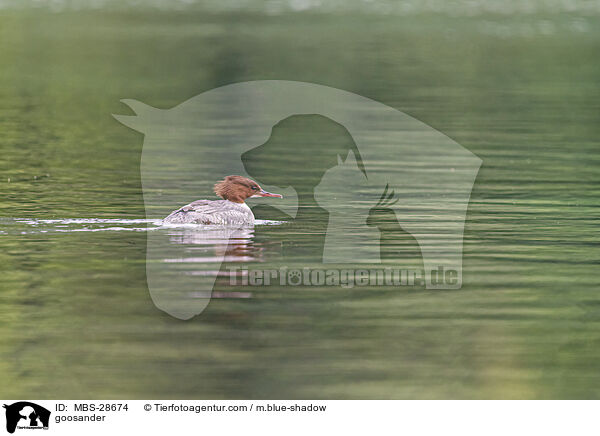 Gnsesger / goosander / MBS-28674