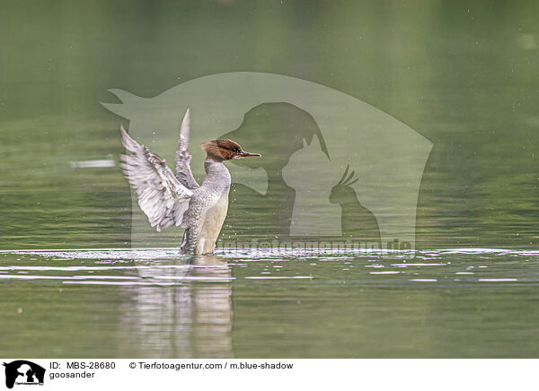goosander / MBS-28680