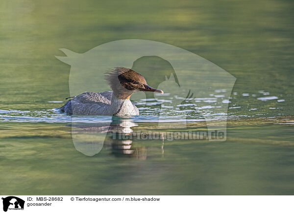 goosander / MBS-28682