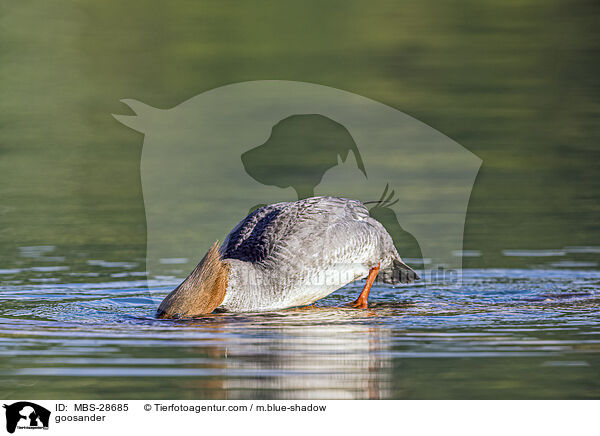 Gnsesger / goosander / MBS-28685