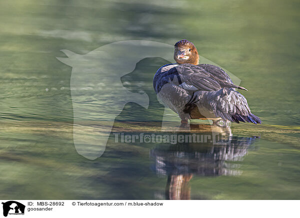 goosander / MBS-28692