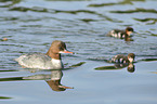 goosanders