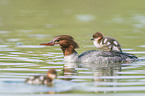 goosander