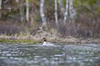 swimming Goosander